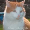 Katzen: Liebenswerte Seidenpfoten