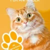 Katzenratgeber für Anfänger