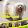 Kubanischer Wirbelwind