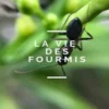 La Vie des Fourmis