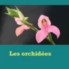 Les orchidées