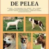 Los perros de pelea