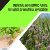 Medicinal and Aromatic Plants: The Basics of Industrial Application