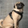 Mein Hund der Mops