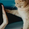 Meow Moments