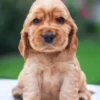 My first Dog