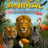 O Fascinante Mundo Animal