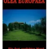 Olea europaea