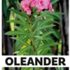 Oleander - König des Südens