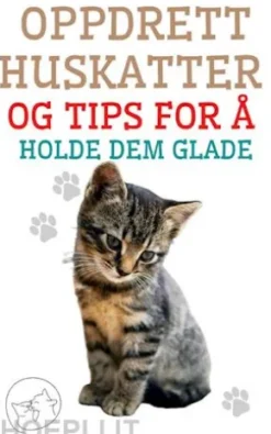 Oppdrett Huskatter og Tips for å Holde dem Glade