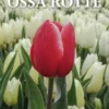 Ossa rotte
