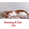 Owning A Cat 101