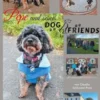 Pepe und seine DogFriends