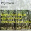 Phytosome