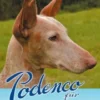 Podenco für Anfänger