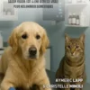 Premiers secours pour chiens et chats