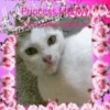 Princess Meowy