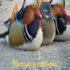 Rarezas y criaturas sorprendentes e Insólitas del Reino Animal. Vol. 1