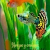 Rarezas y criaturas sorprendentes e Insólitas del Reino Animal. Vol. 3