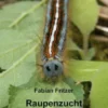 Raupenzucht
