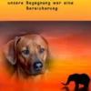 Rhodesian Ridgeback Abeni - unsere Begegnung war eine Bereicherung -