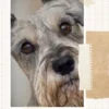 Schnauzer Savvy