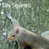 Silly Squirrels