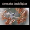 Svenska Småfåglar