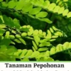 Tanaman Pepohonan Pencegah & Penghalau Gelombang Tsunami Di Kawasan Pesisir Pantai Edisi Bahasa Indonesia