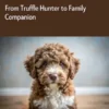 The Complete Lagotto Romagnolo Guide: From Truffle Hunter to Family Companion