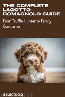 The Complete Lagotto Romagnolo Guide: From Truffle Hunter to Family Companion