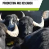 The Buffalo Bubalus bubalis - Production and Research