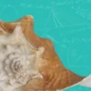 The Conch Paradox