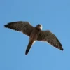 The Hawk. A story to tell.