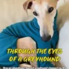 Through the Eyes of a Greyhound
