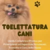 Toelettatura Cani