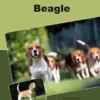 Traumrasse: Beagle
