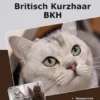 Traumrasse Britisch Kurzhaar