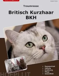 Traumrasse Britisch Kurzhaar