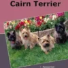 Traumrasse Cairn Terrier