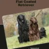 Traumrasse Flat Coated Retriever