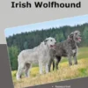 Traumrasse Irish Wolfhound