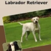 Traumrasse Labrador Retriever