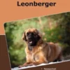 Traumrasse Leonberger