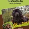 Traumrasse Neufundländer