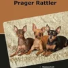 Traumrasse Prager Rattler