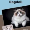 Traumrasse Ragdoll