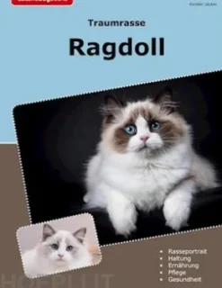 Traumrasse Ragdoll