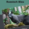 Traumrasse Russisch Blau