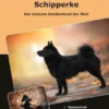 Traumrasse Schipperke